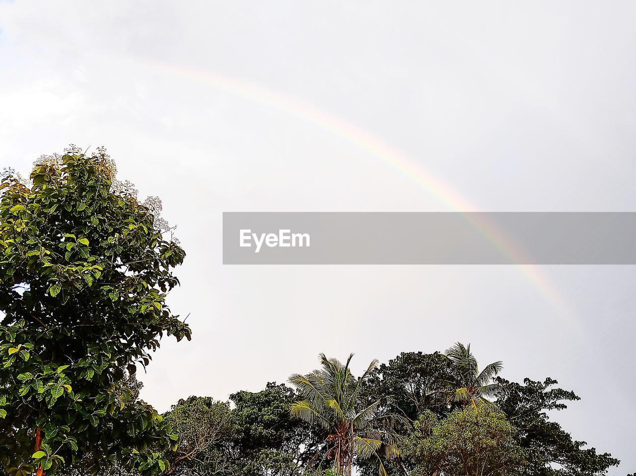 LOW ANGLE VIEW OF TREES AGAINST RAINBOW IN SKY