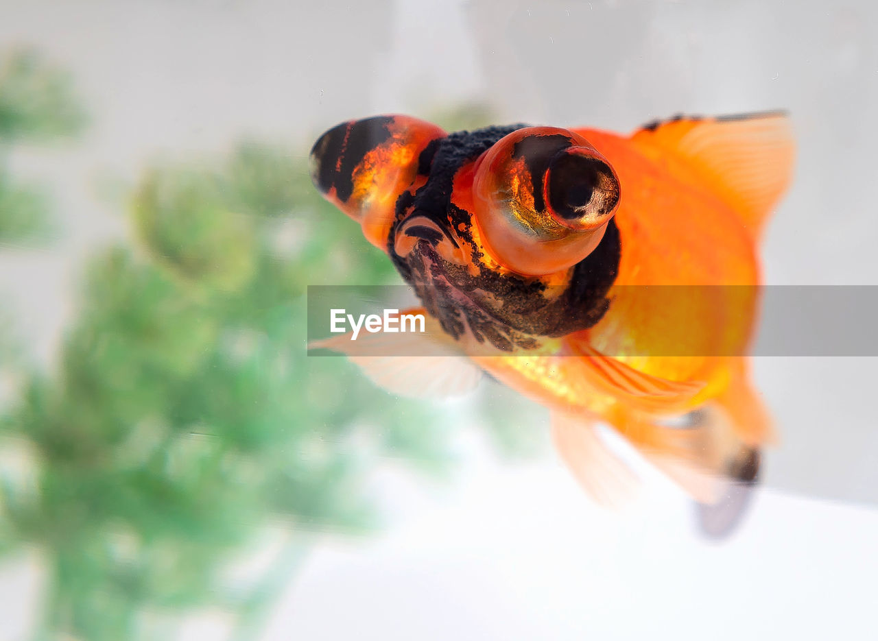 animal themes, animal, one animal, animal wildlife, flower, goldfish, wildlife, aquarium, yellow, fish, macro photography, water, nature, orange color, close-up, pet, sea, swimming, no people, animal body part, underwater, outdoors, domestic animals, sea life, marine, focus on foreground