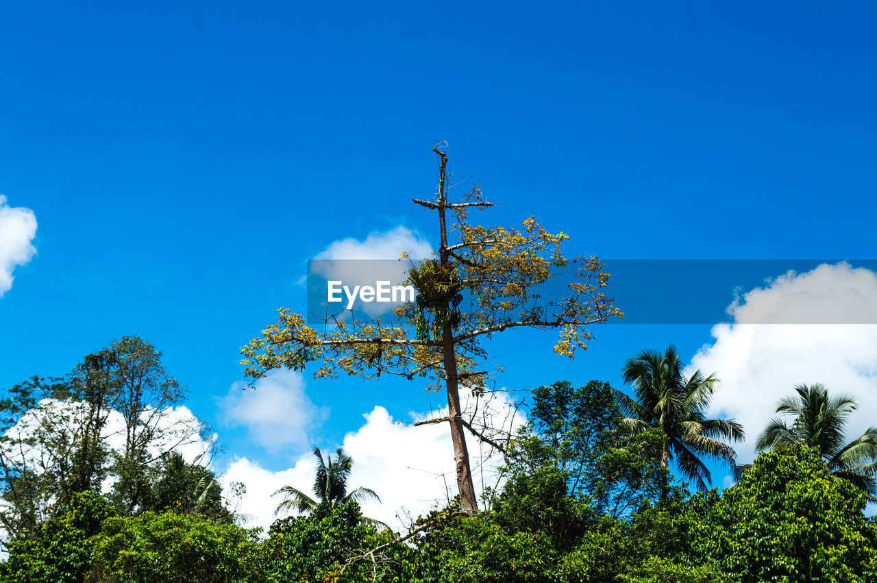 Low angle view of trees against blue sky