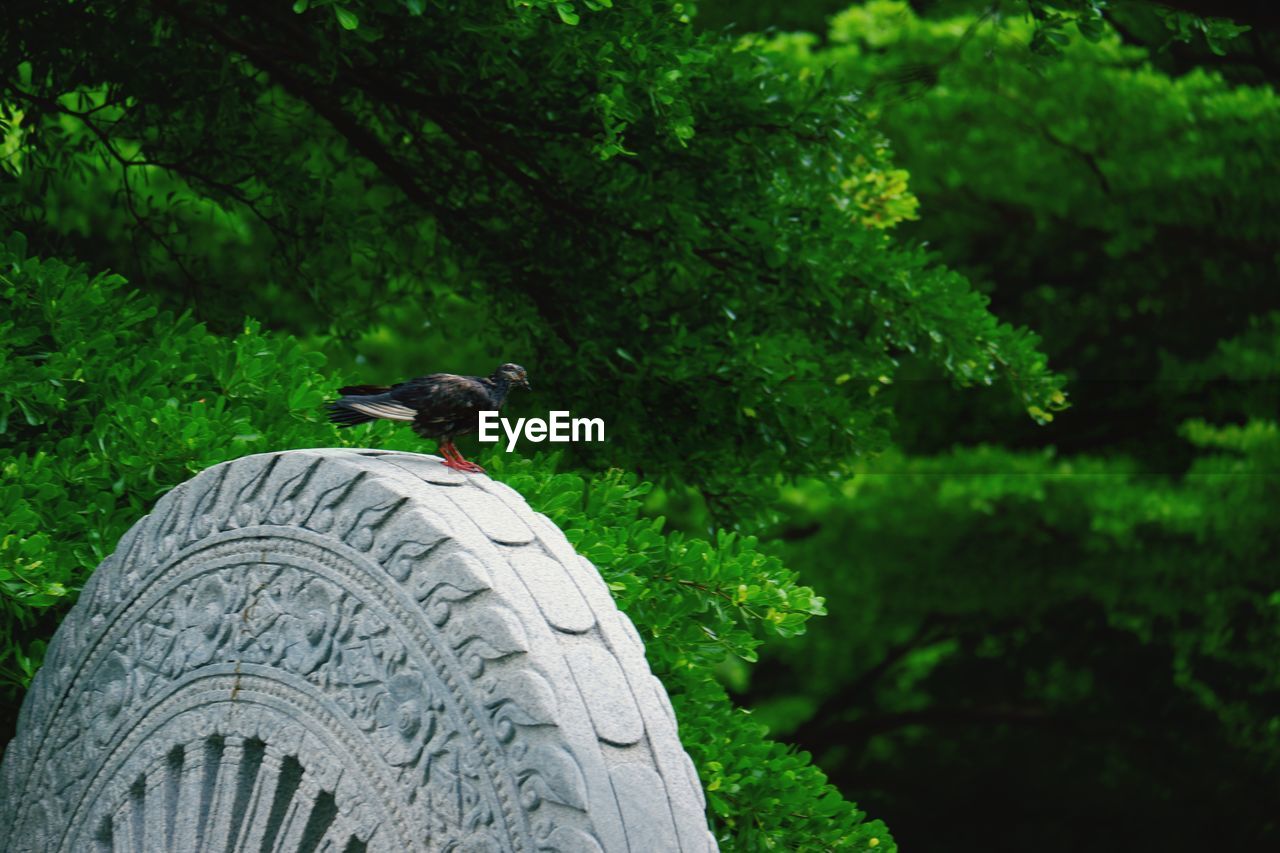 BIRD PERCHING ON A A FOREST