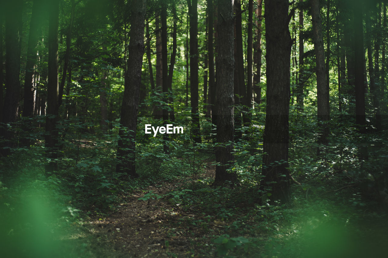 Trees growing in forest