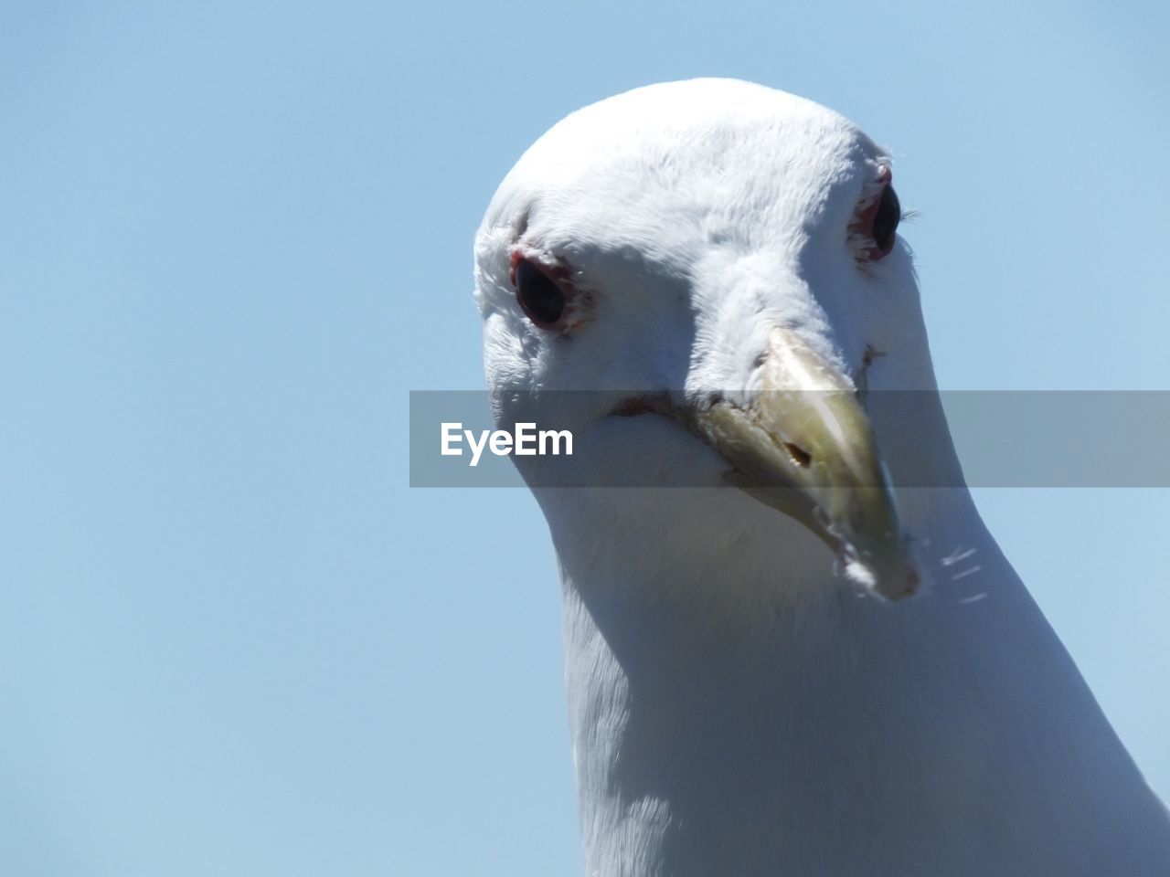 CLOSE-UP OF SEAGULL AGAINST SKY