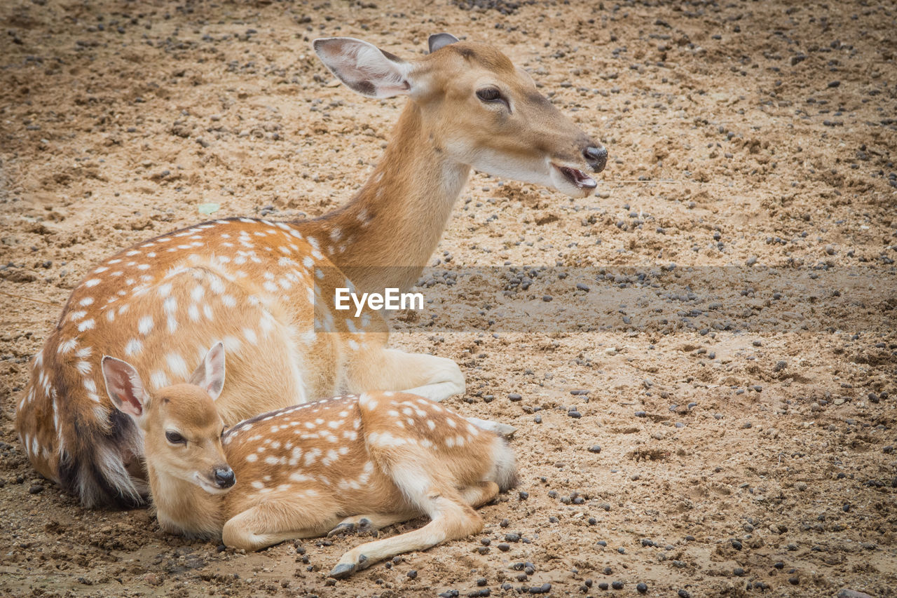 Deer in a field