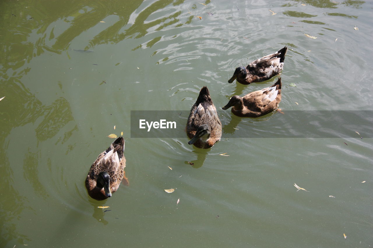 HIGH ANGLE VIEW OF BIRDS SWIMMING IN LAKE