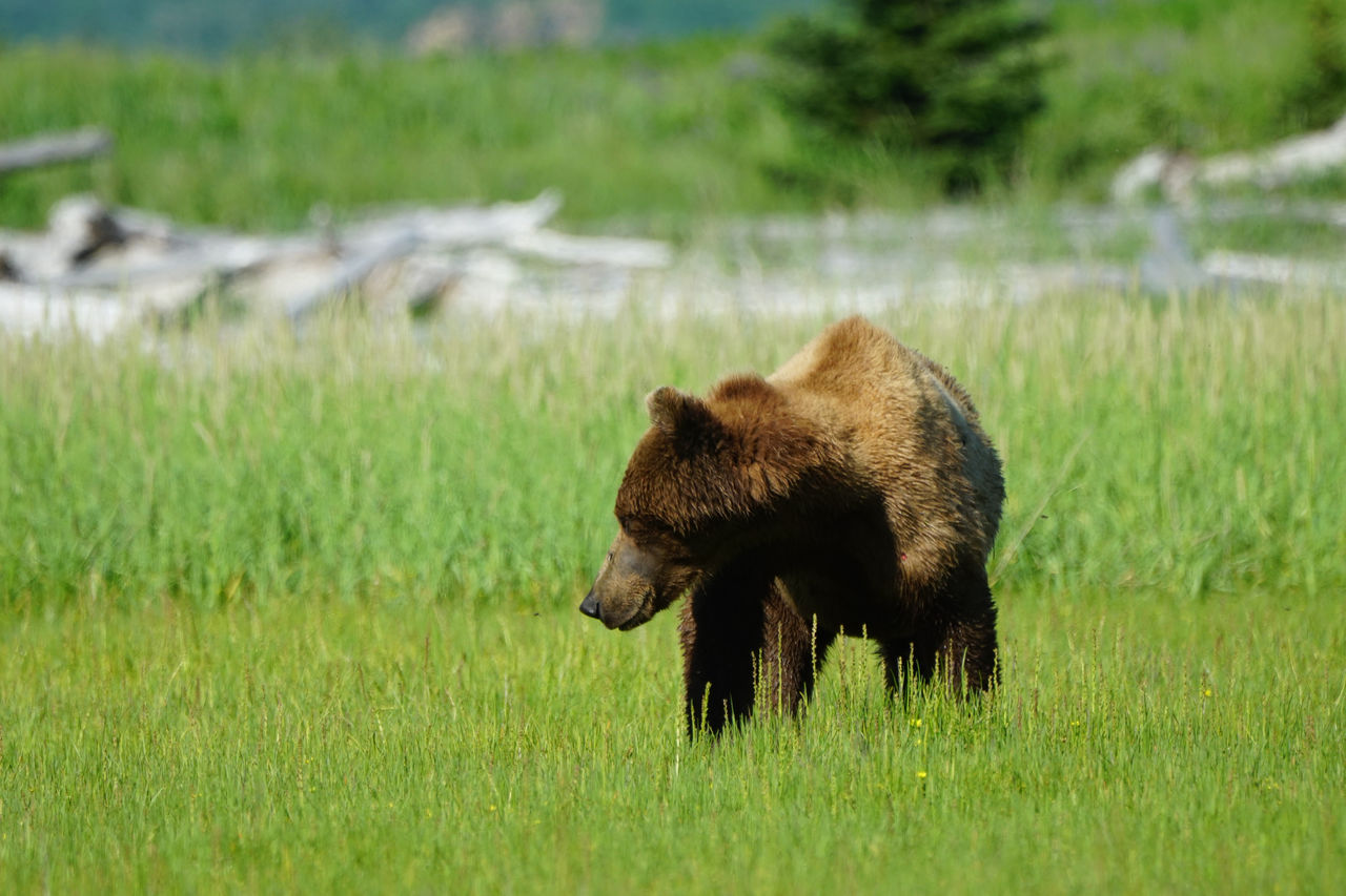 View of bear on field