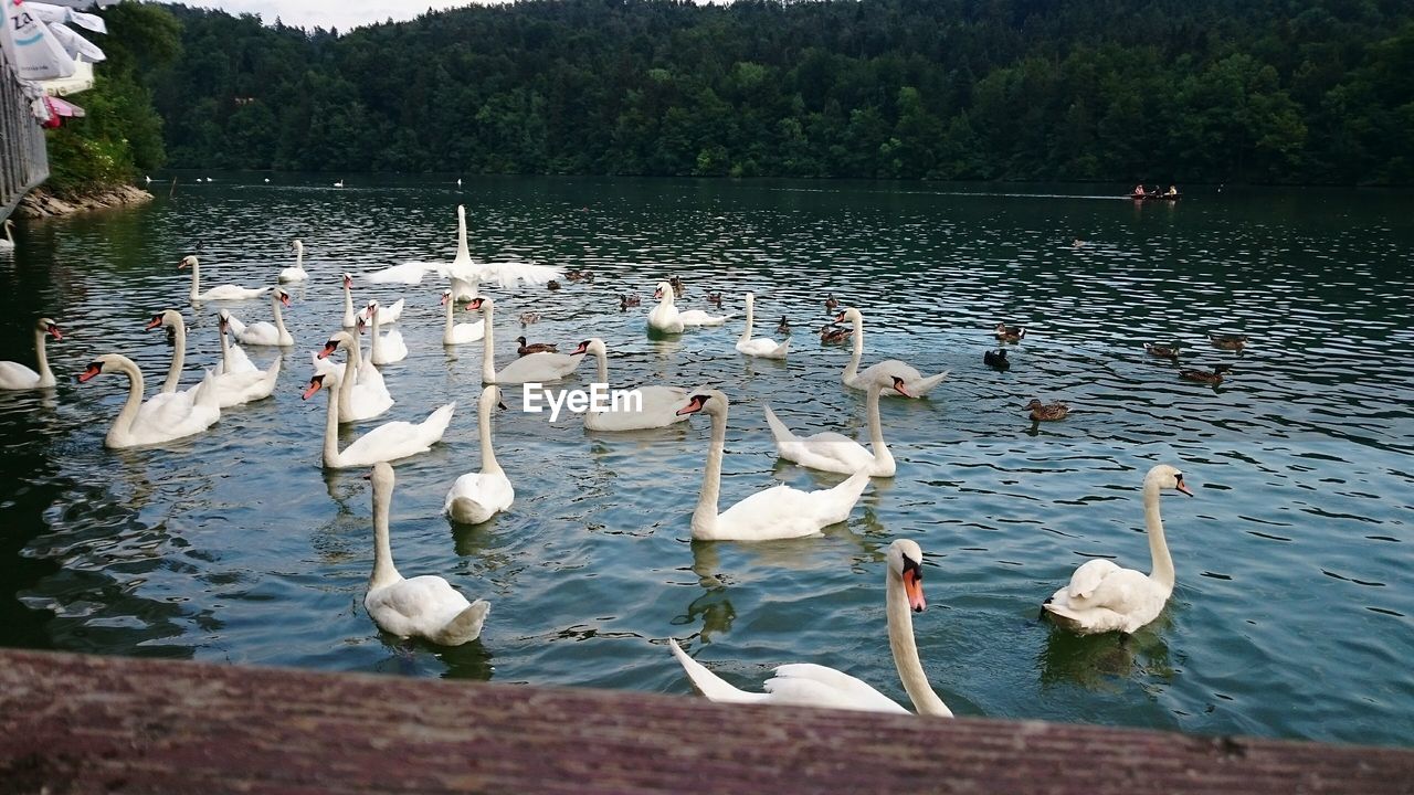 Flock of swans on scenic lake