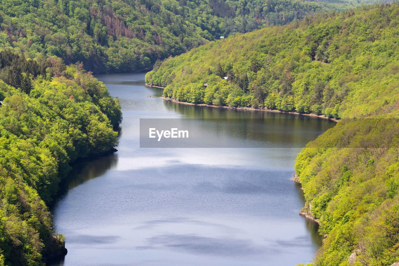 RIVER AMIDST TREES IN FOREST