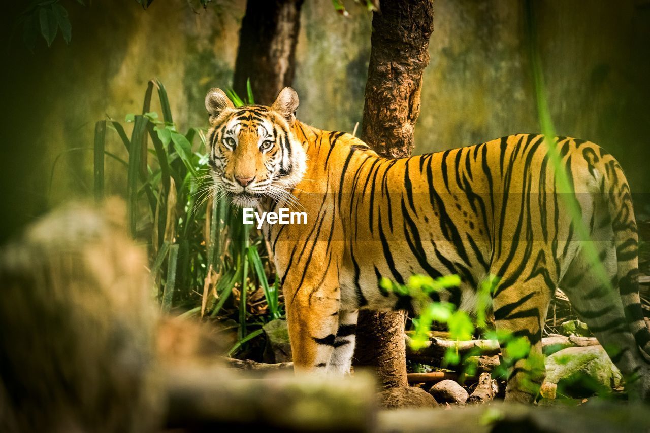 Tiger in a forest
