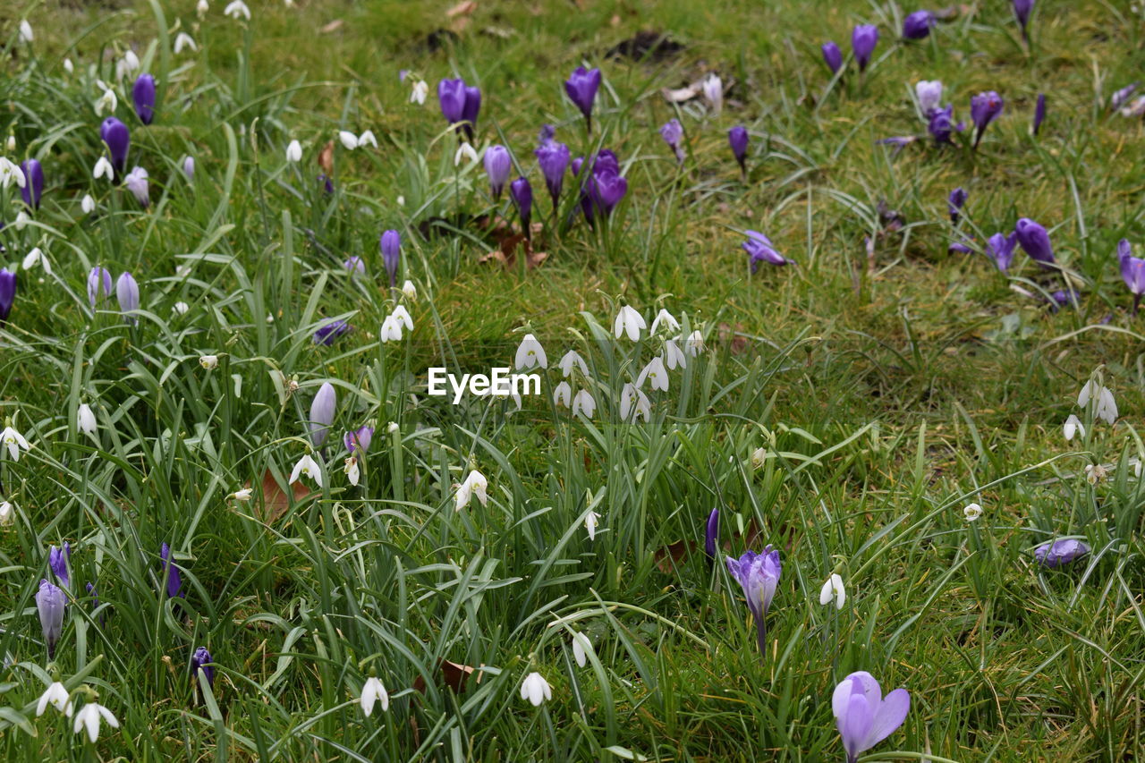 PURPLE WILDFLOWERS BLOOMING IN FIELD