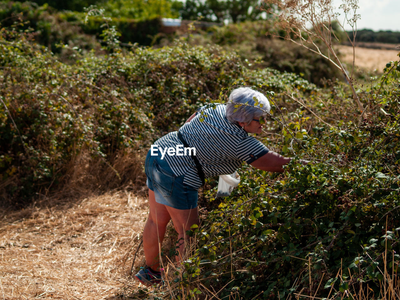 Senior woman harvesting berry fruits