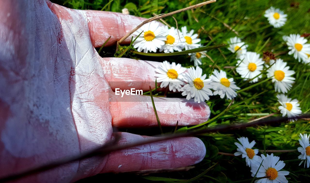 Close-up of hand with chalk powder holding flowers