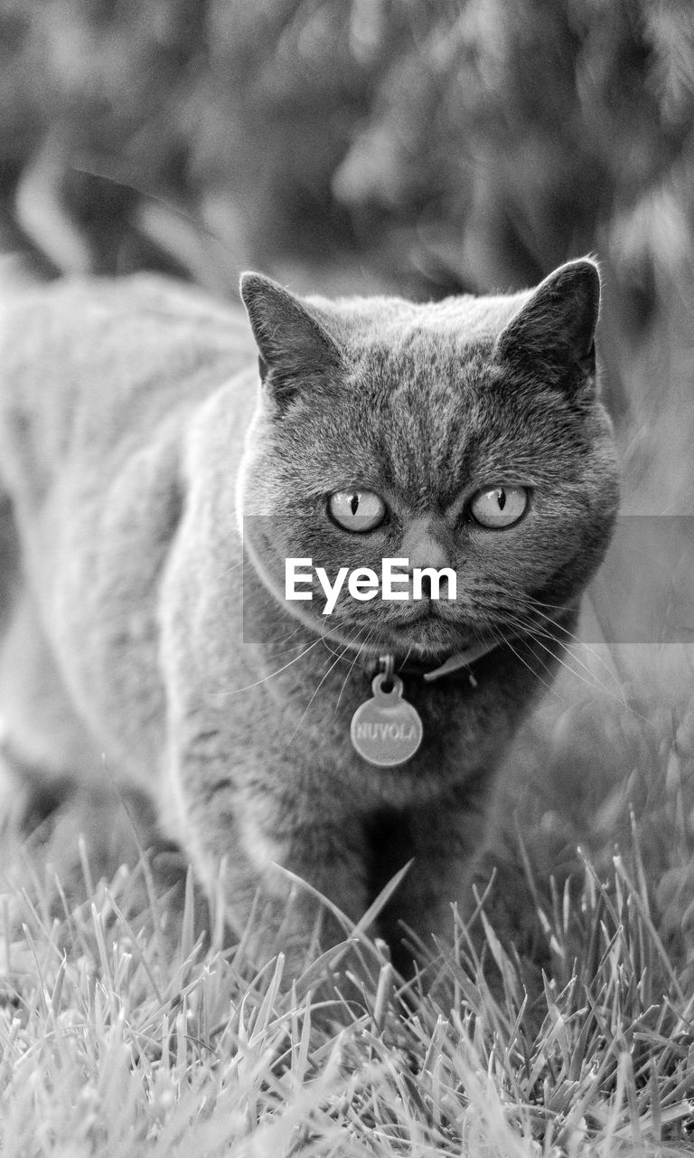 CLOSE-UP PORTRAIT OF A CAT ON GRASS