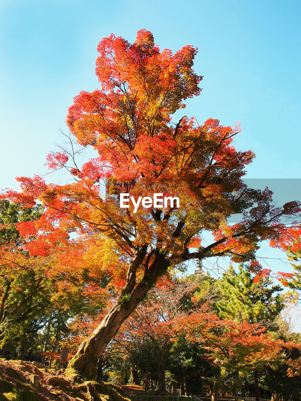 LOW ANGLE VIEW OF TREE AGAINST SKY