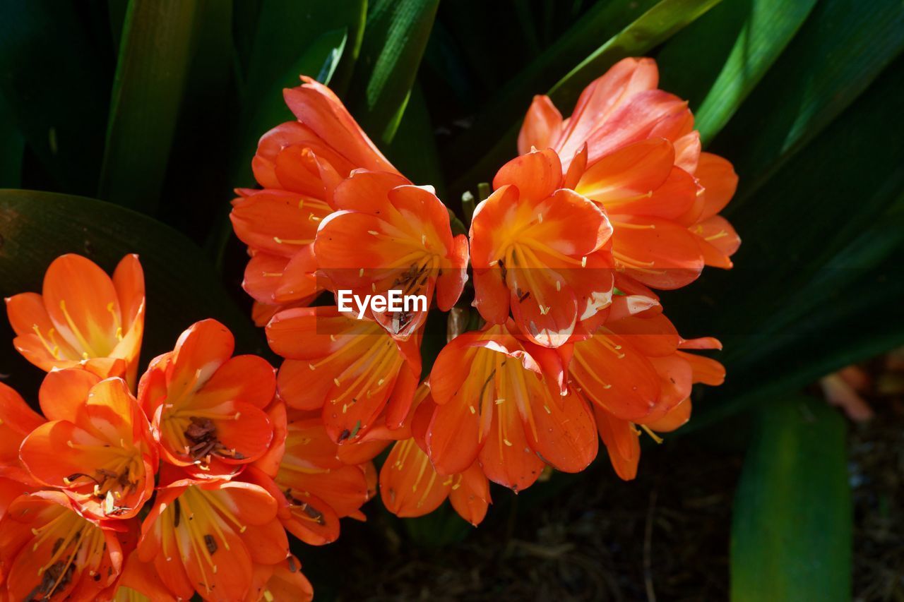 Close-up of orange flowering plant