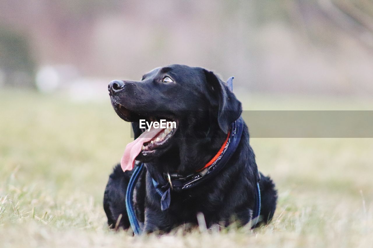 BLACK DOG LOOKING AWAY ON FIELD