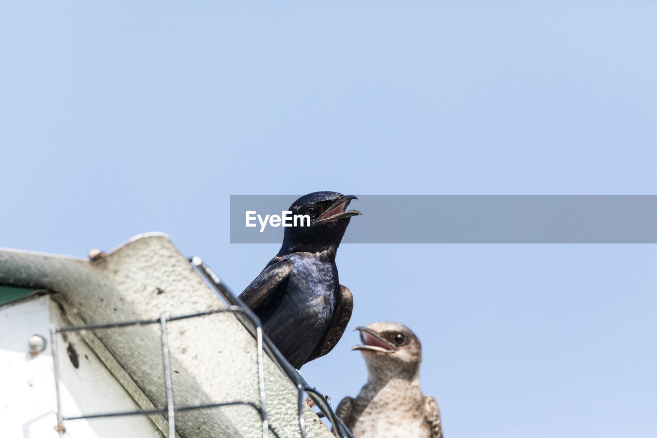 Purple martin birds progne subis perch around a birdhouse in marco island, florida