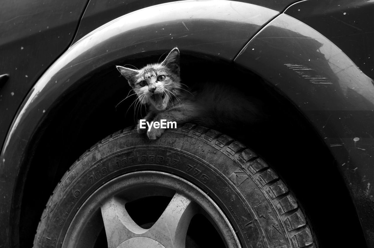 CAT SITTING UNDER CAR