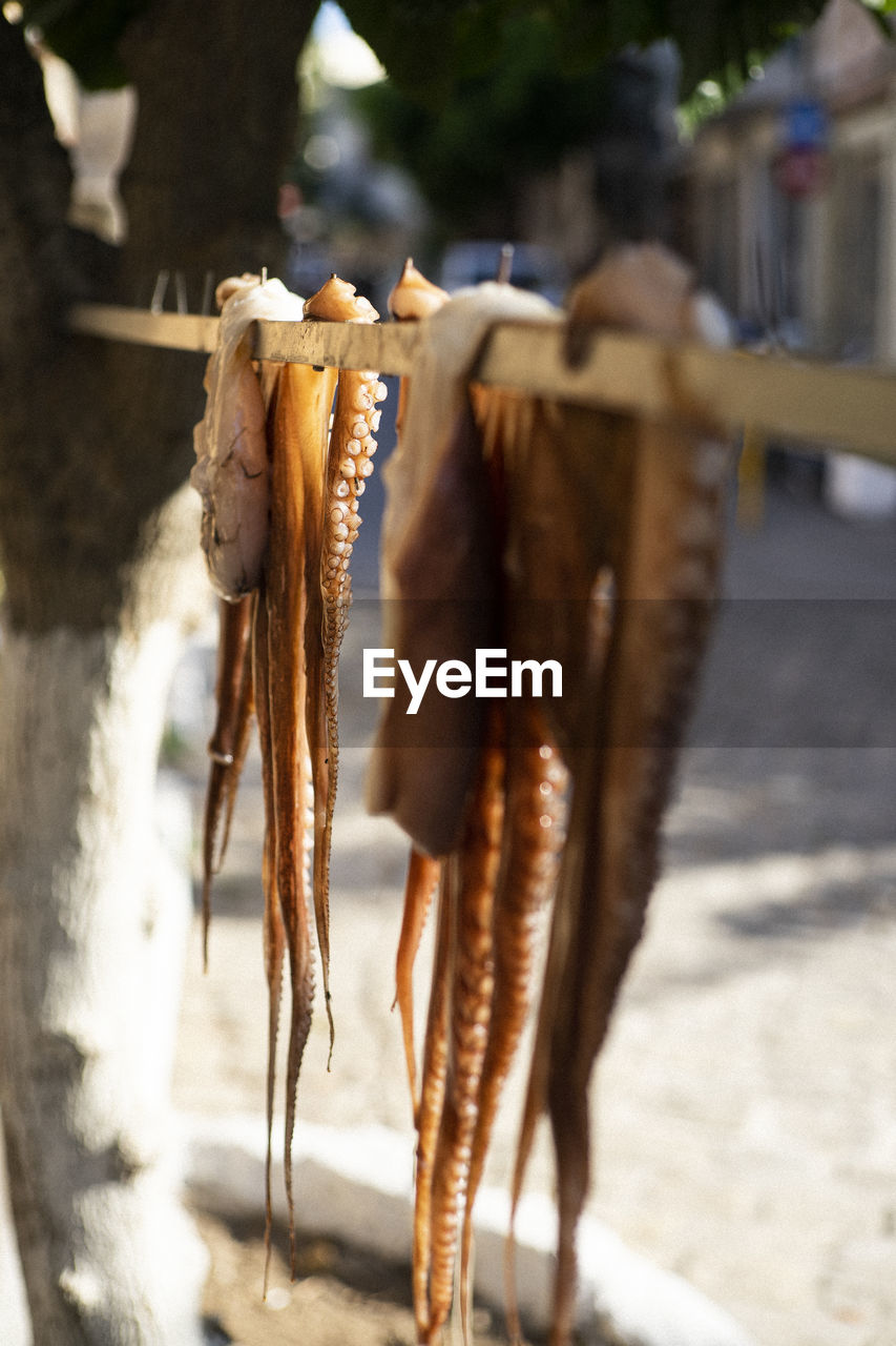 Vertical shot of two octopus drying in the sun
