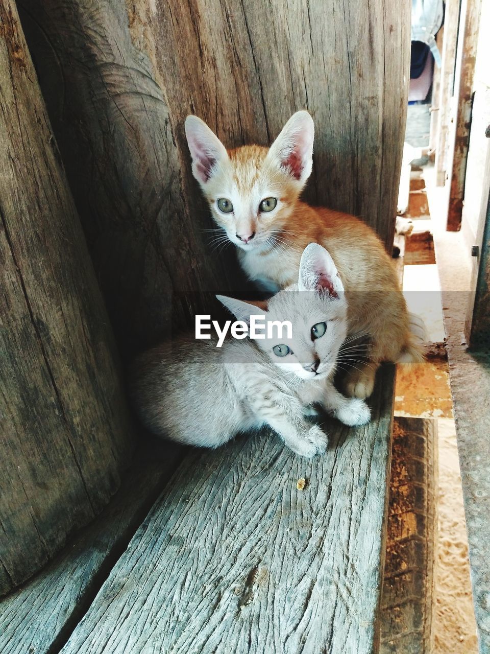 HIGH ANGLE VIEW PORTRAIT OF CATS ON WOODEN