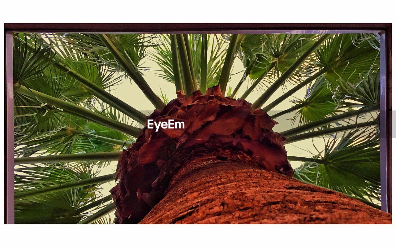 CLOSE-UP LOW ANGLE VIEW OF PALM TREES