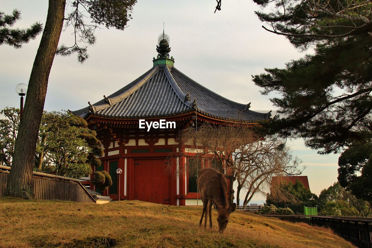 View of a deer in front of a japanese temple