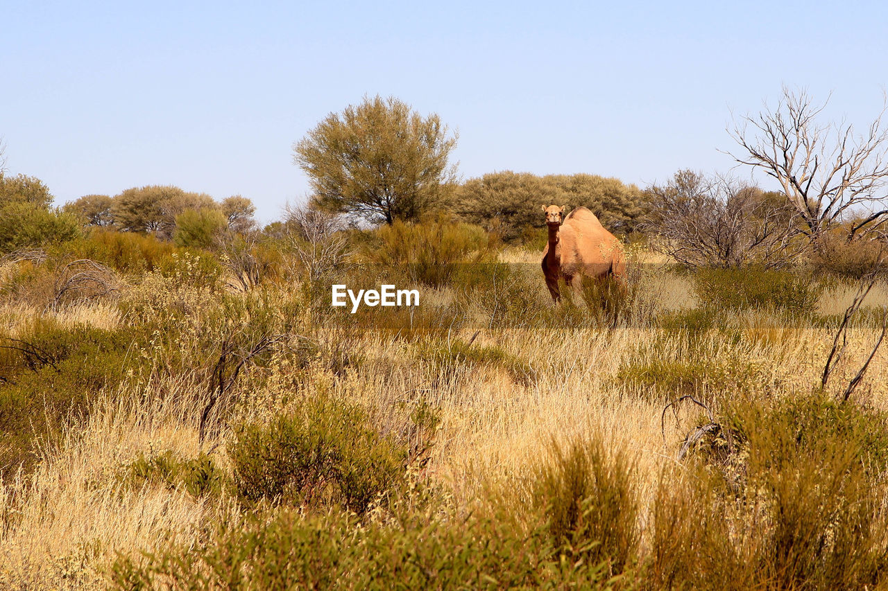 View of a camel on the dessert plains 