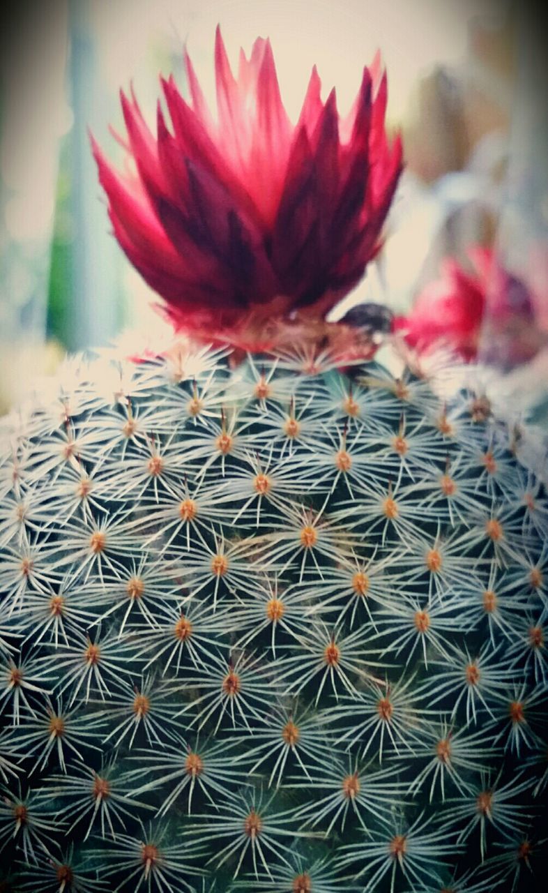 Close-up of red cactus flower