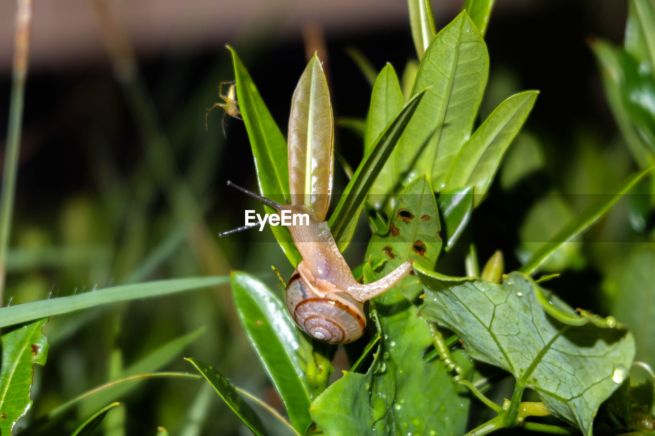 Close-up of snail on leaf