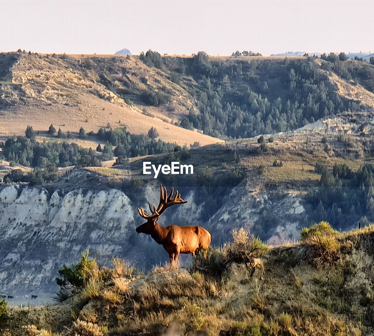 Elk on mountain ridge in theodore roosevelt national park, north dakota