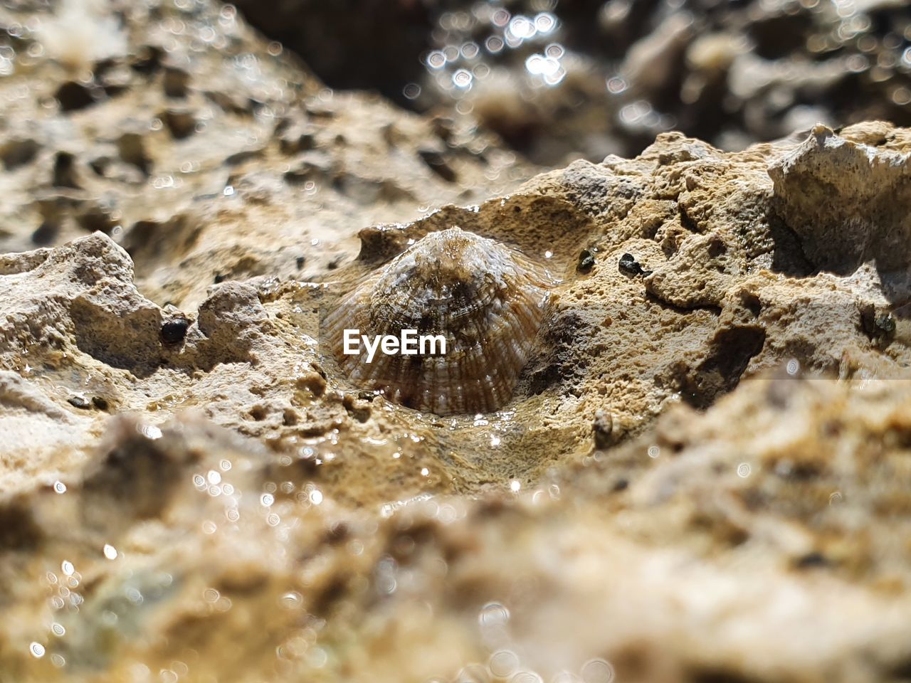 CLOSE-UP OF A REPTILE ON THE BEACH