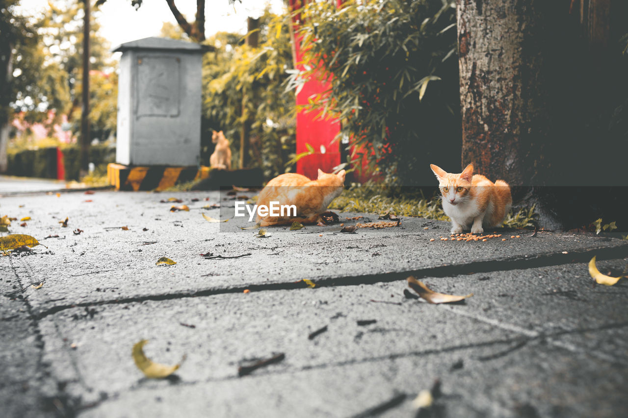 Surface level view of stray ginger cats on sidewalk