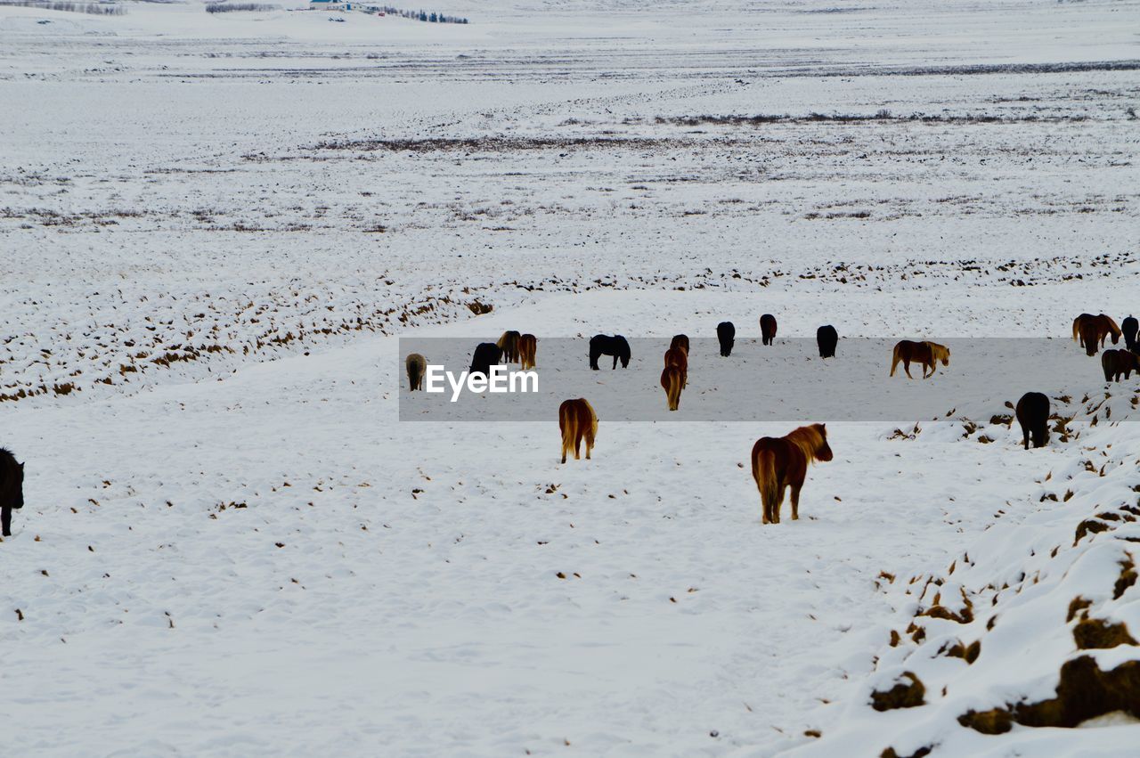 FLOCK OF SHEEP IN THE WINTER