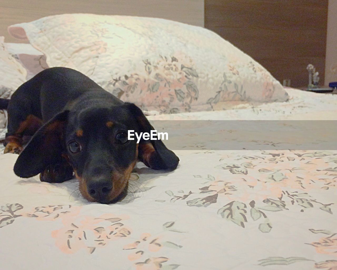 PORTRAIT OF BLACK DOG RELAXING ON BED