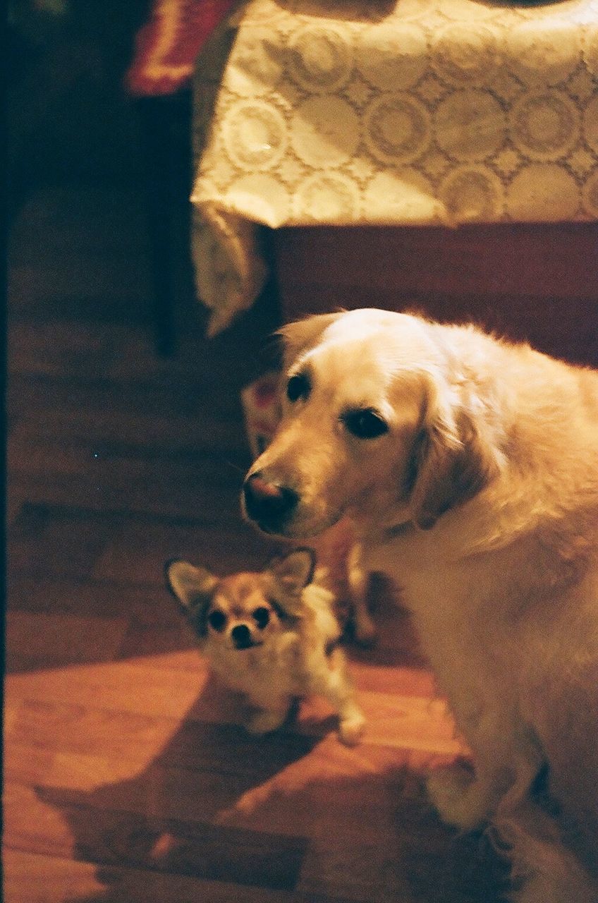 Dogs on hardwood floor