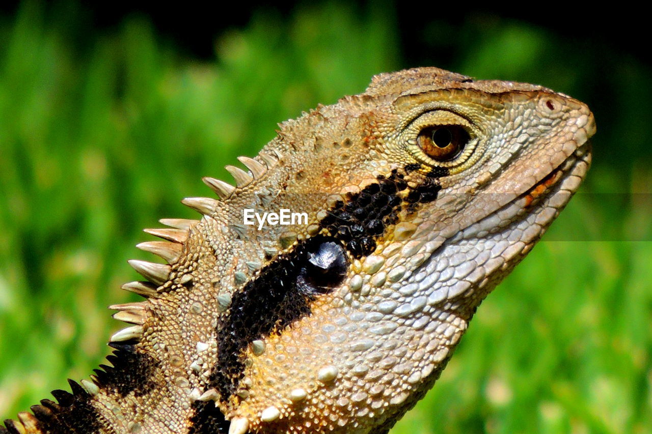 Close-up of australian water dragon