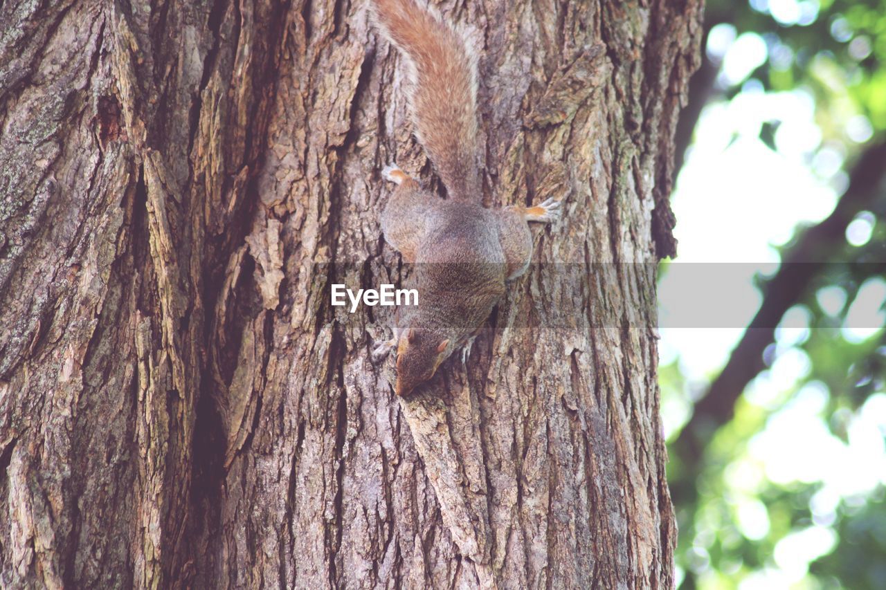 CLOSE-UP OF A TREE