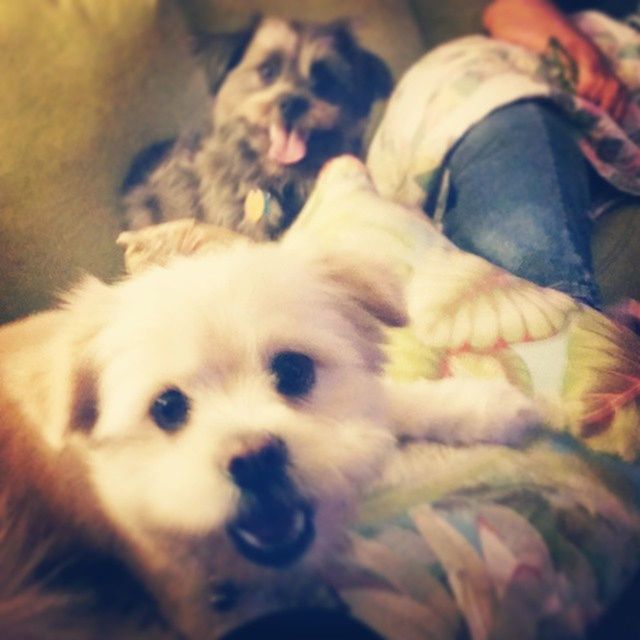 PORTRAIT OF DOG LYING ON COUCH