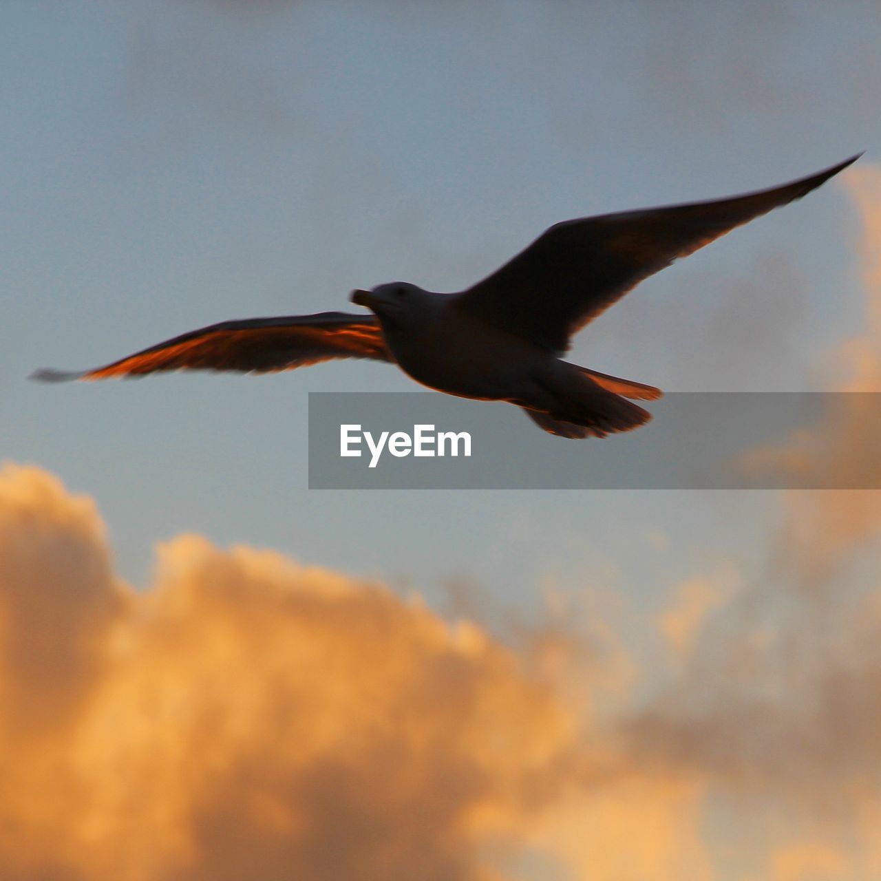 LOW ANGLE VIEW OF BIRD FLYING AGAINST ORANGE SKY