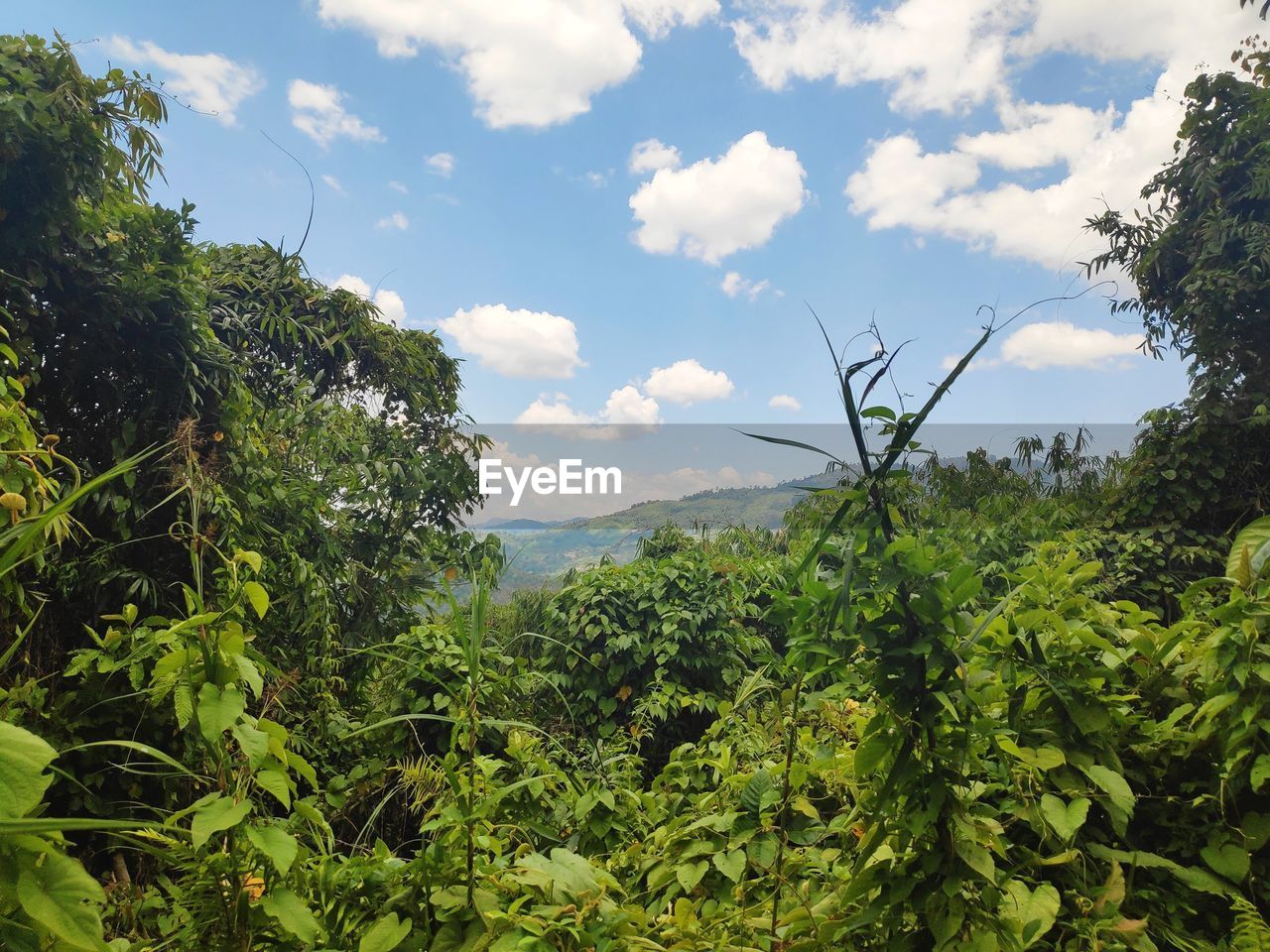 TREES AND PLANTS GROWING ON LAND