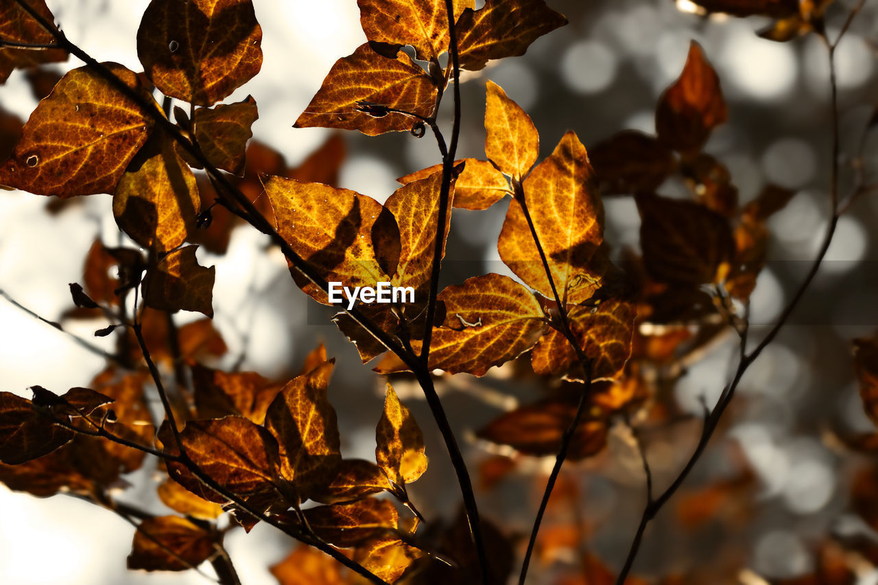 autumn, branch, tree, plant part, leaf, plant, nature, yellow, no people, close-up, beauty in nature, sunlight, focus on foreground, dry, flower, outdoors, macro photography, orange color, twig, day