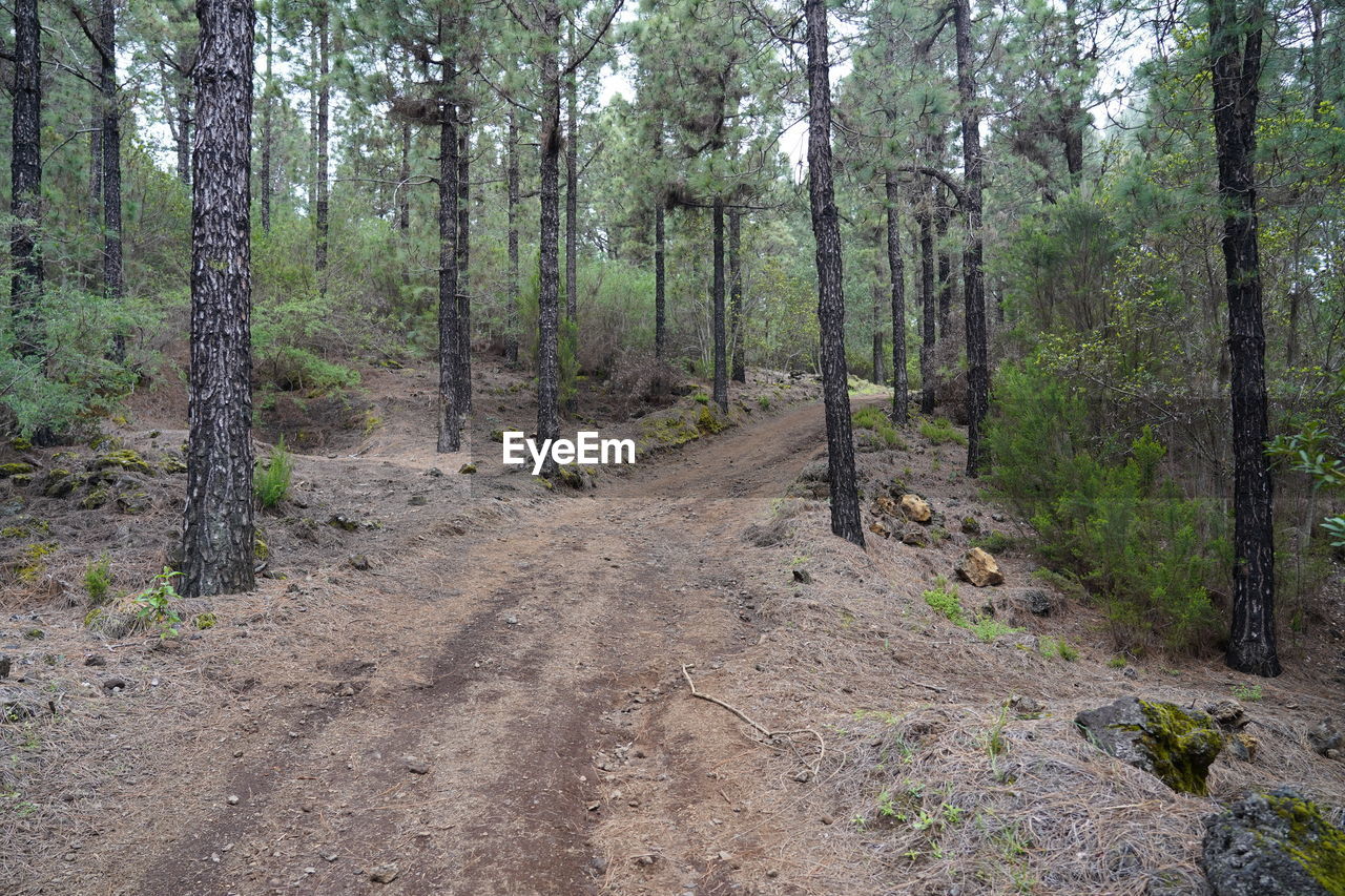 TRAIL ALONG TREES IN FOREST