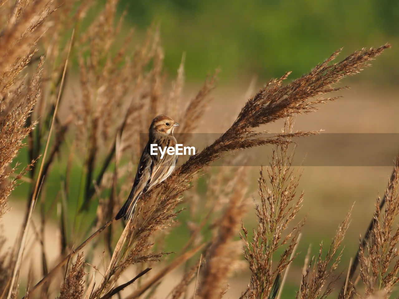 CLOSE-UP OF BIRD PERCHING ON BRANCH