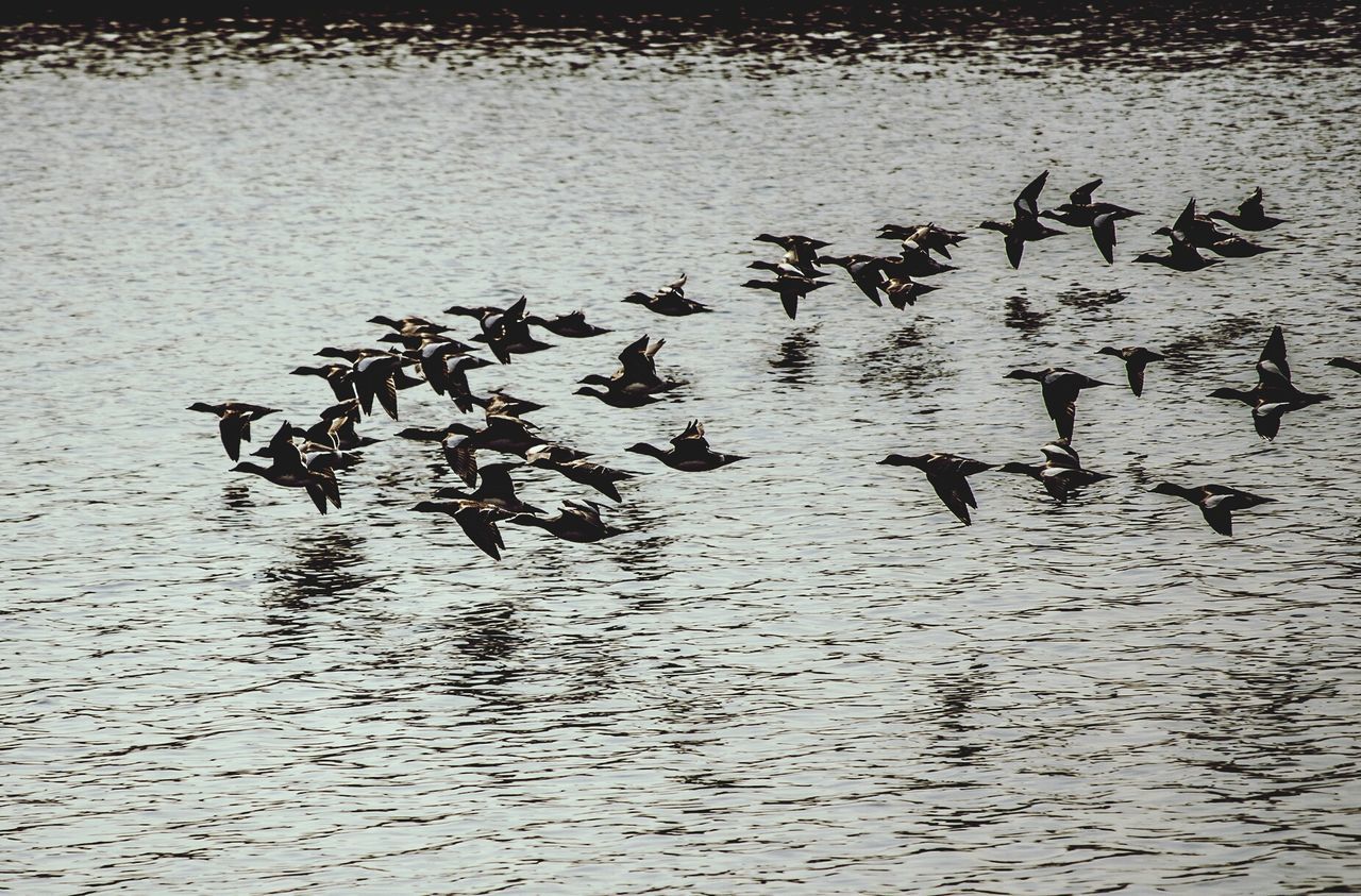 Flock on birds flying over lake