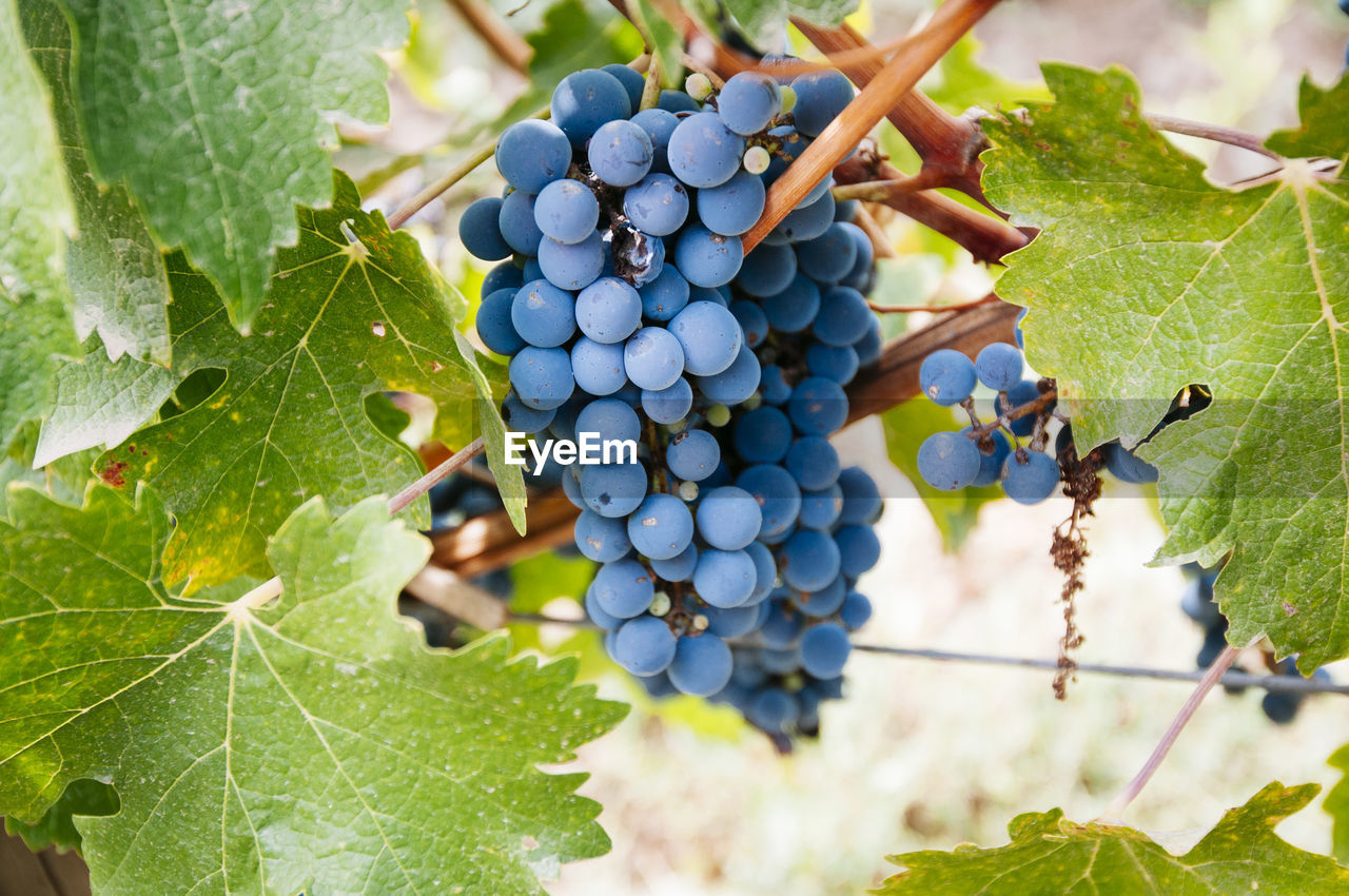 Close-up of grapes growing in vineyard