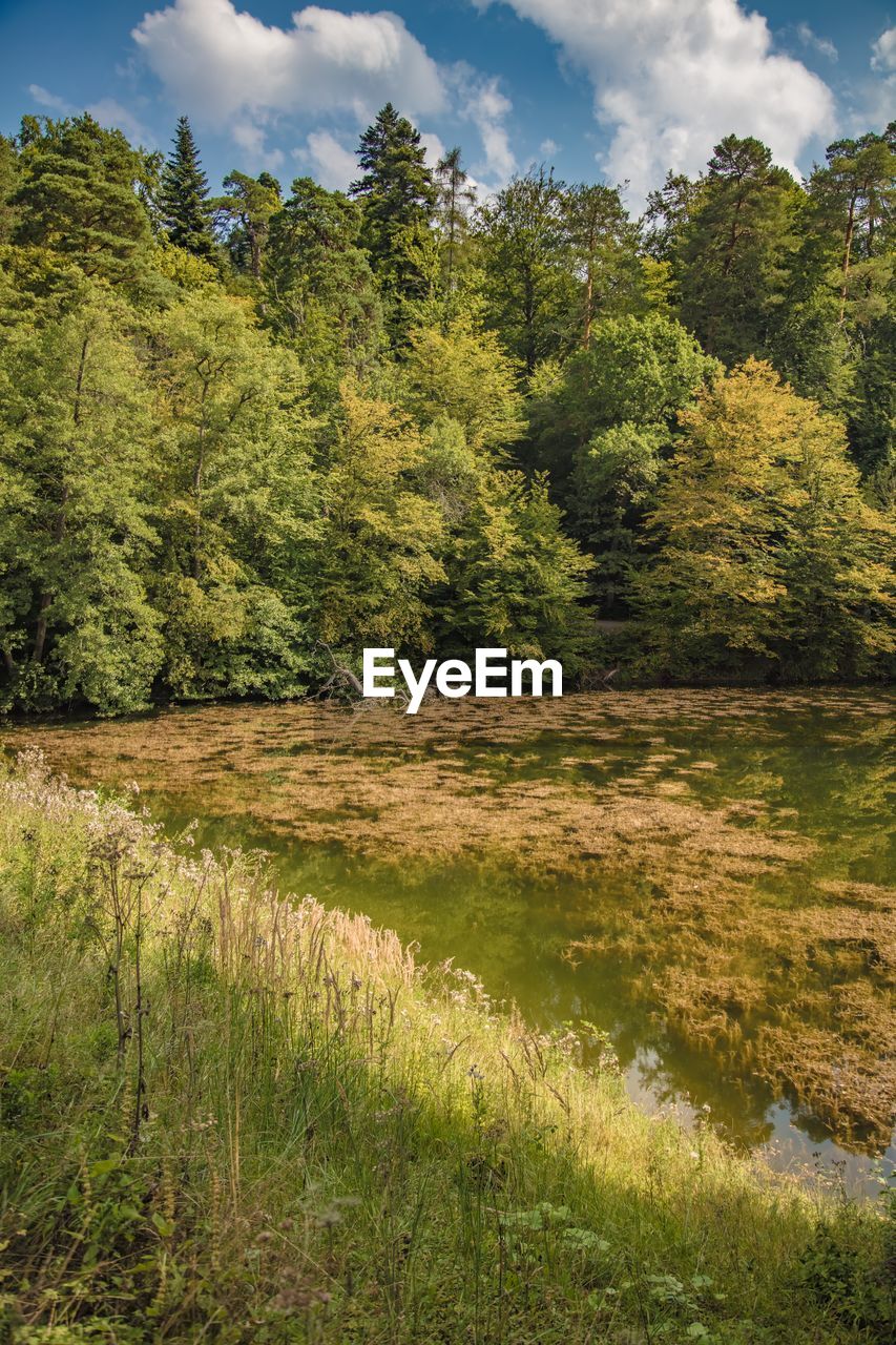 Scenic view of forest against sky