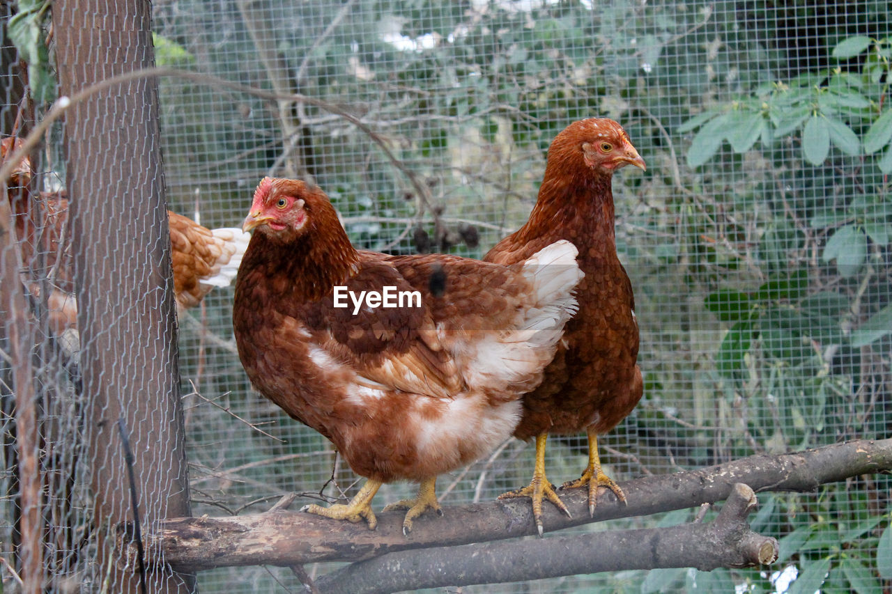 Close-up of chicken in cage