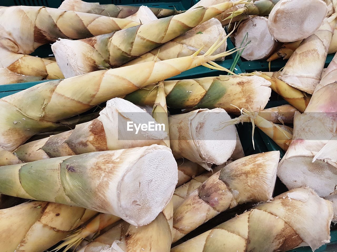 Close-up of bamboo shoots