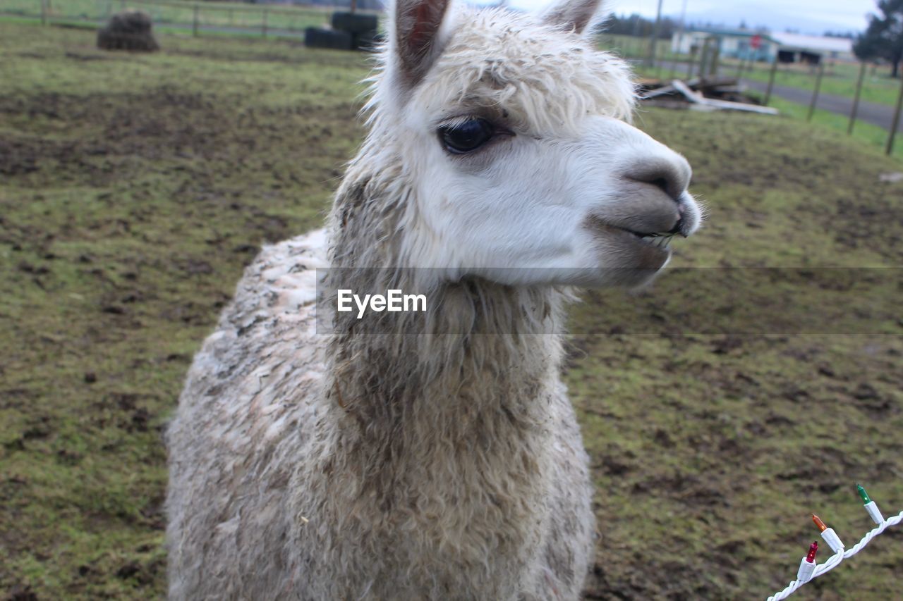 Close-up of a llama on field