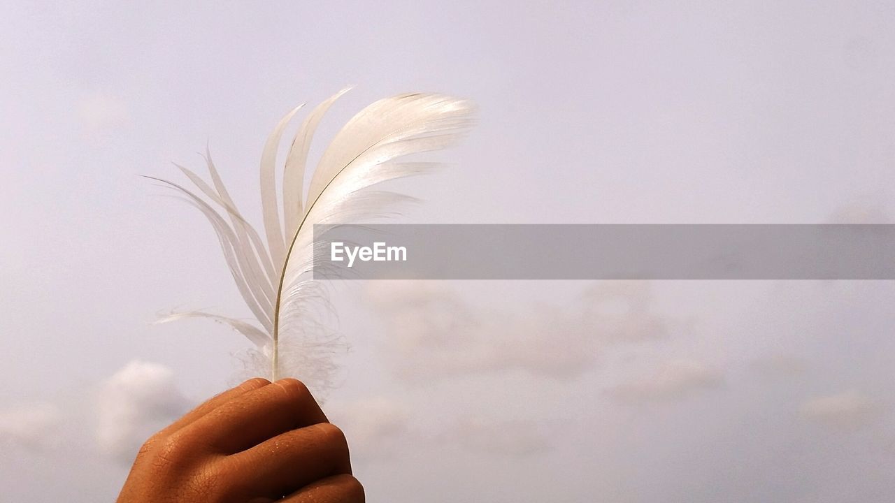 Cropped hand holding feather against sky