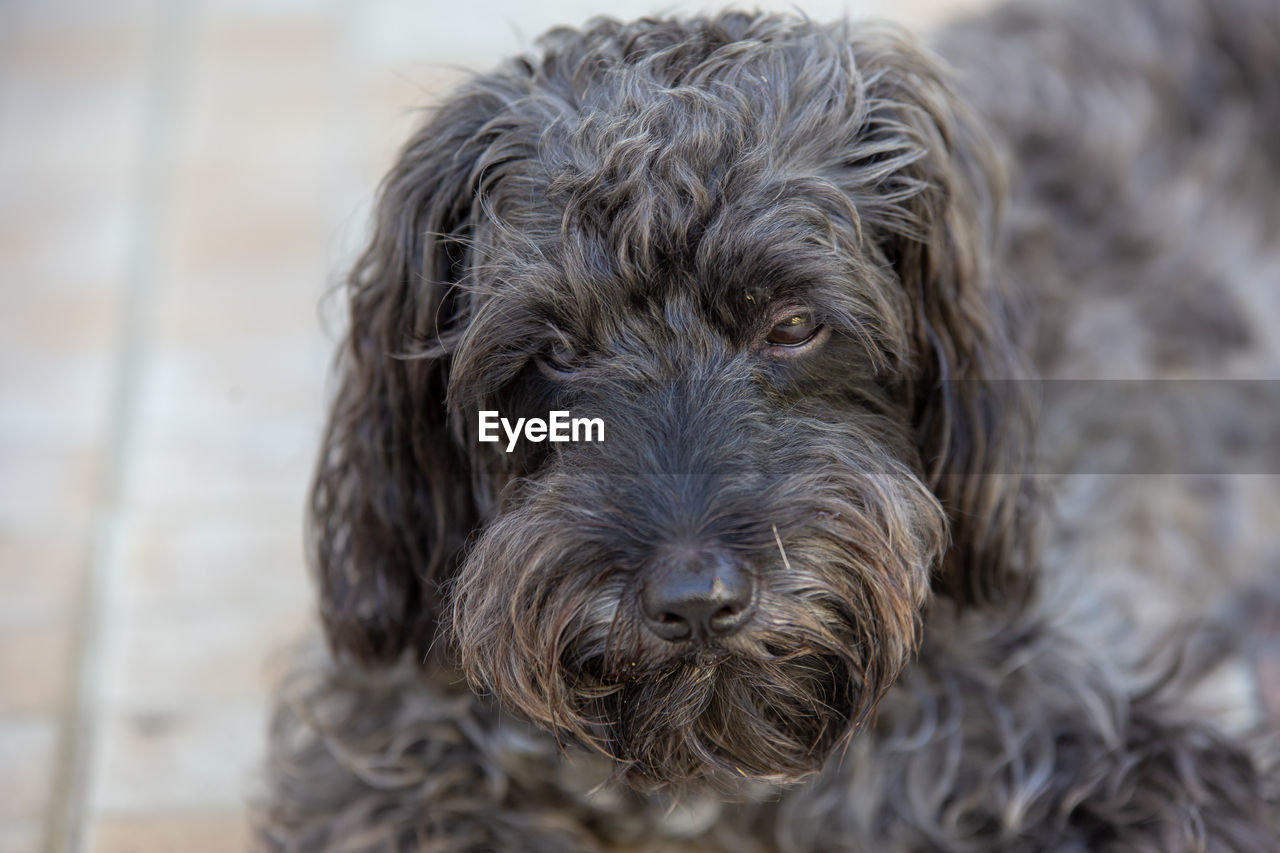 CLOSE-UP PORTRAIT OF DOG WITH MOUTH OPEN